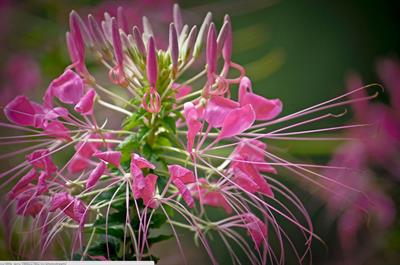 Cleome